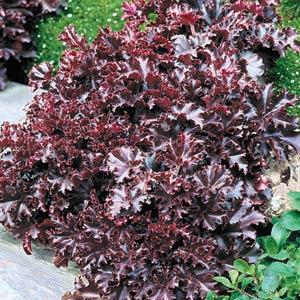 heuchera-melting-fire-coral-bells