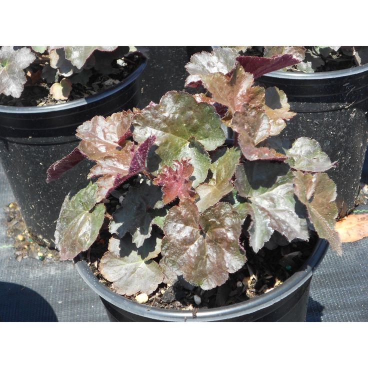 heuchera-micrantha-palace-purple-alum-root-coralbells