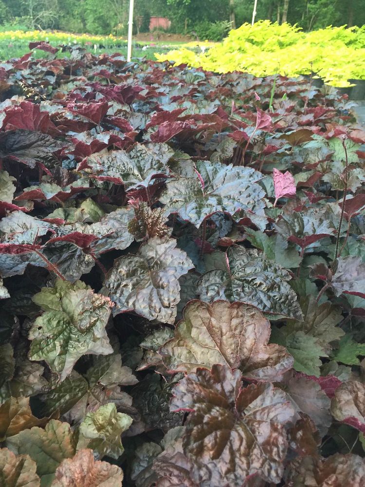 heuchera-micrantha-palace-purple-alum-root-coralbells