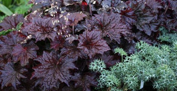 heuchera-micrantha-palace-purple-alum-root-coralbells