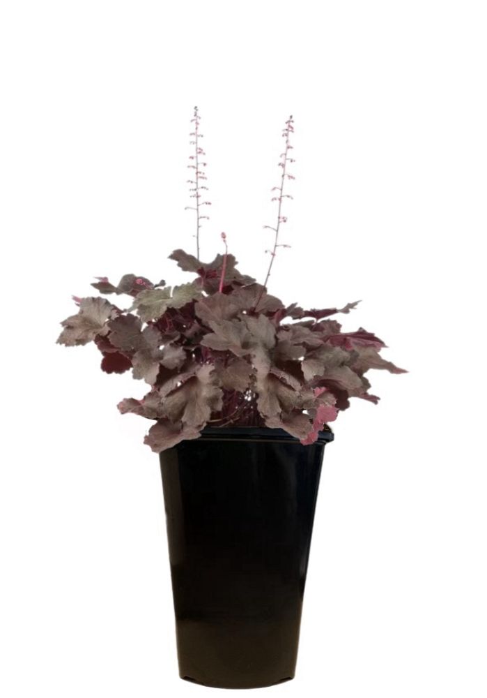 heuchera-micrantha-palace-purple-alum-root-coralbells
