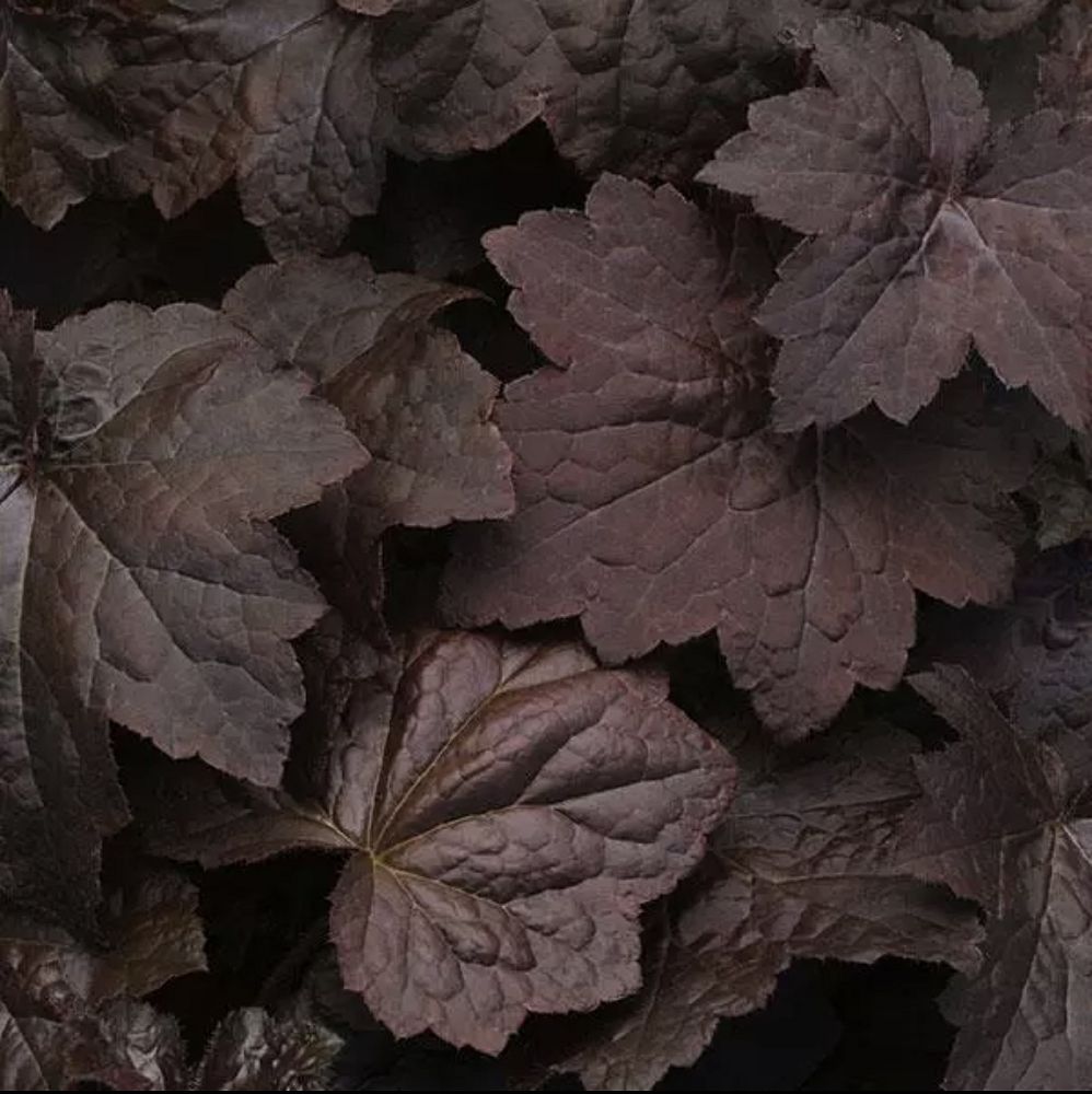 heuchera-micrantha-palace-purple-alum-root-coralbells