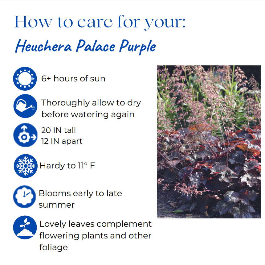 heuchera-micrantha-palace-purple-alum-root-coralbells