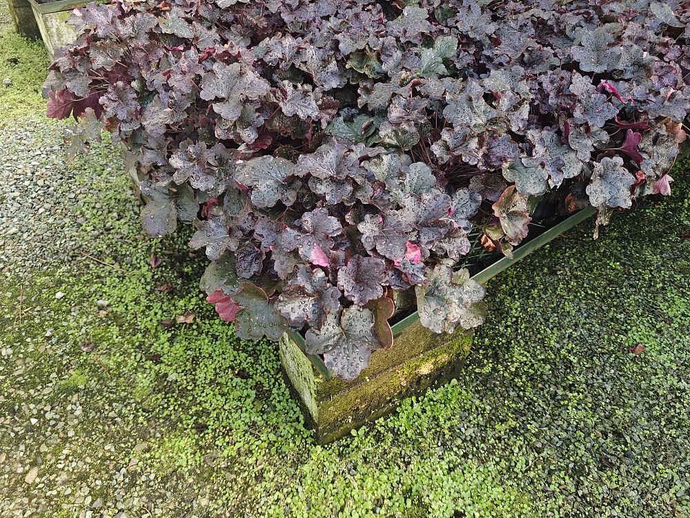 heuchera-midnight-rose-coral-bells