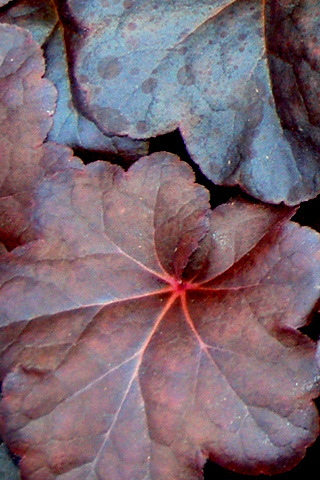 heuchera-obsidian-alumroot-coral-bells