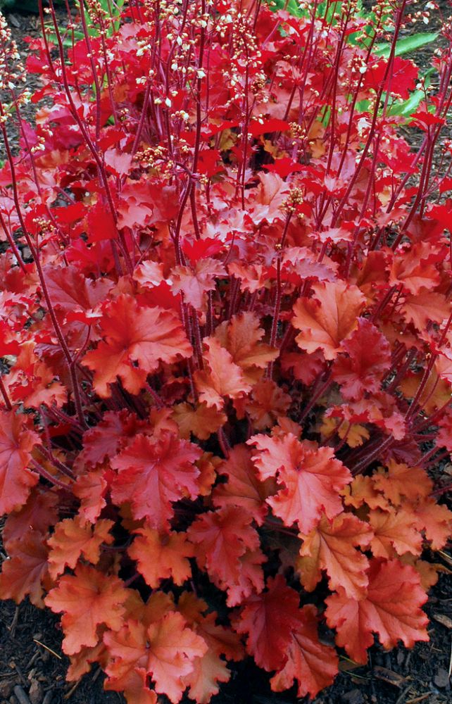 heuchera-peach-crisp-alumroot-coral-bells