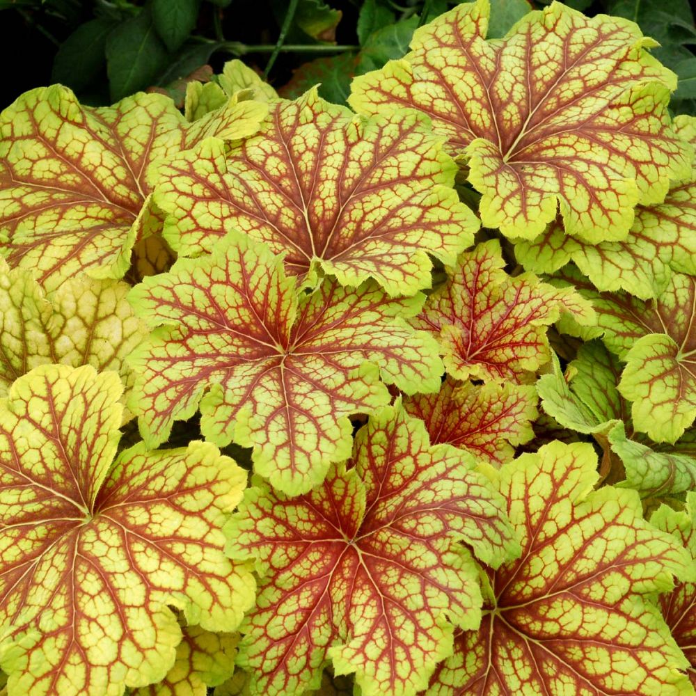 heuchera-red-lightning-alumroot-coral-bells