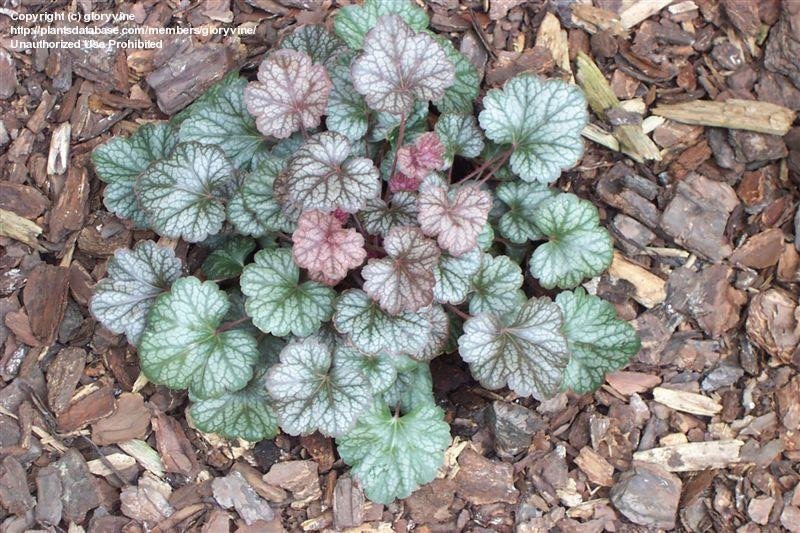 heuchera-sanguinea-saturn-alumroot-coral-bells