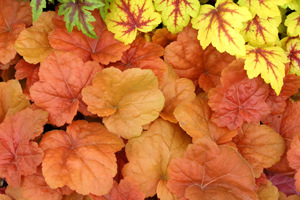 heuchera-southern-comfort-alumroot-coral-bells
