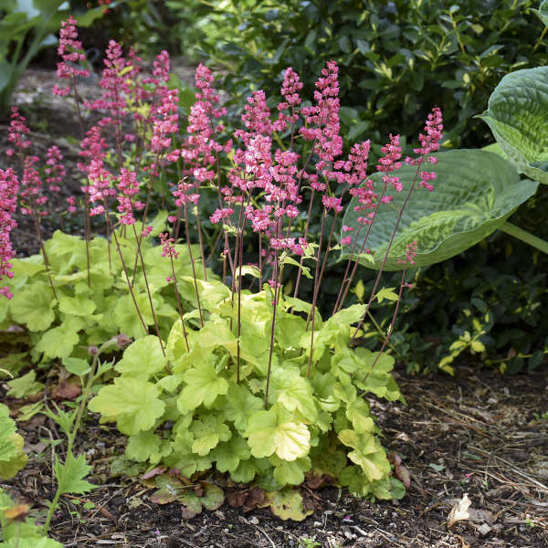 heuchera-timeless-glow-alumroot-coral-bells