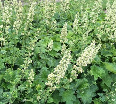 heuchera-villosa-alumroot-hairy-alumroot-maple-leaf-alumroot-coral-bells