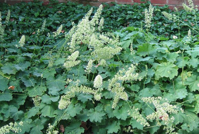 heuchera-villosa-autumn-bride-alumroot-hairy-alumroot-maple-leaf-alumroot-coral-bells