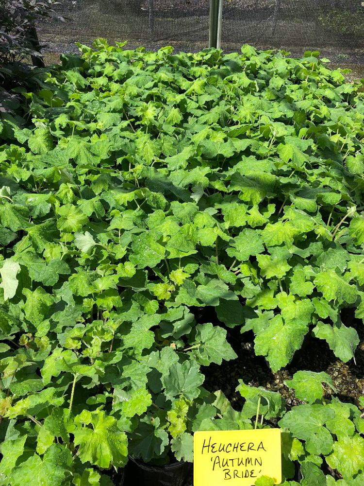 heuchera-villosa-autumn-bride-alumroot-hairy-alumroot-maple-leaf-alumroot-coral-bells