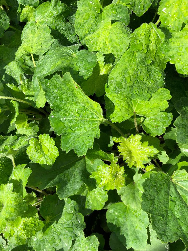 heuchera-villosa-autumn-bride-alumroot-hairy-alumroot-maple-leaf-alumroot-coral-bells