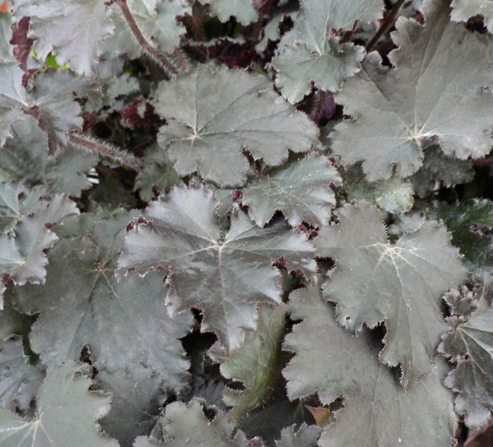 heuchera-villosa-binoche-coralbells-hairy-alumroot