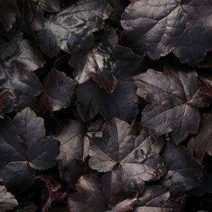 heuchera-villosa-blackout-coralbells-hairy-alumroot