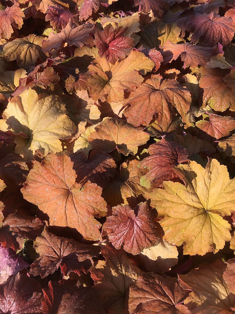 heuchera-villosa-caramel-coralbells-hairy-alumroot