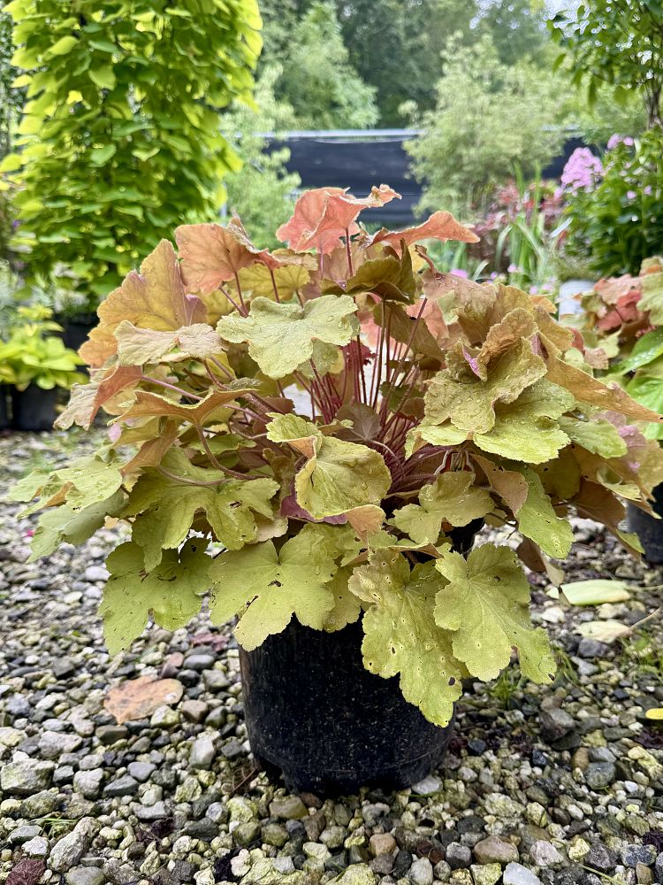 heuchera-villosa-caramel-coralbells-hairy-alumroot