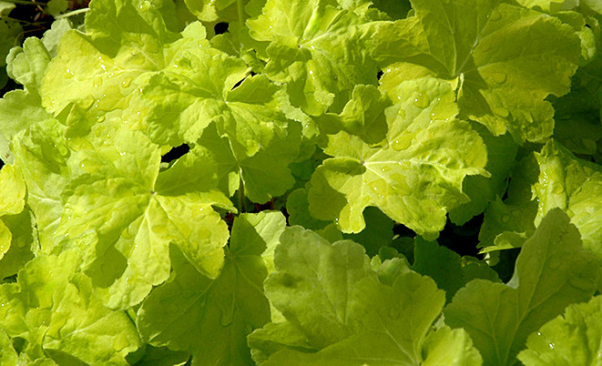 heuchera-villosa-citronelle-coralbells-hairy-alumroot