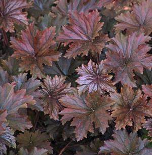 heuchera-villosa-f-purpurea-bronze-wave-alumroot-hairy-alumroot-maple-leaf-alumroot-coral-bells