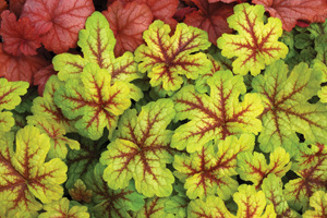 heucherella-alabama-sunrise-foamy-bells