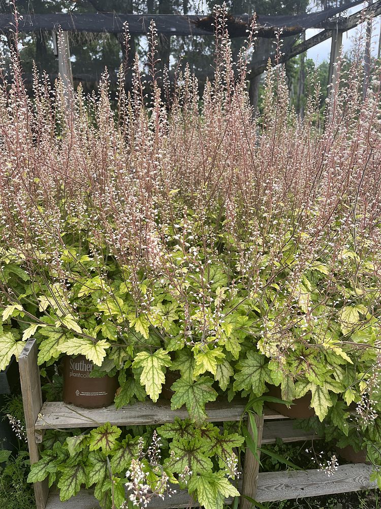 heucherella-alabama-sunrise-foamy-bells