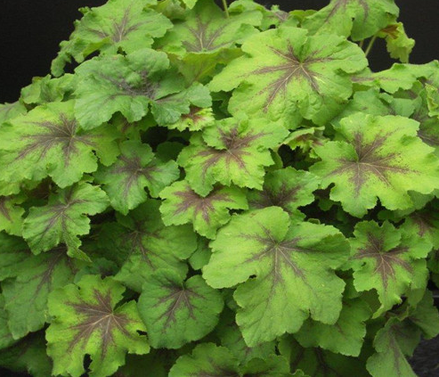 heucherella-art-nouveau-foamy-bells