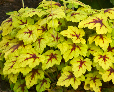 heucherella-catching-fire-foamy-bells
