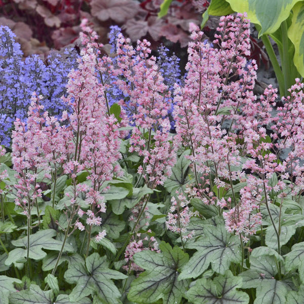 heucherella-pink-fizz-foamy-bells