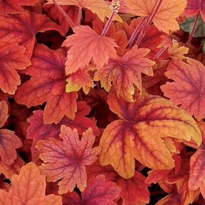 heucherella-pumpkin-spice-foamy-bells