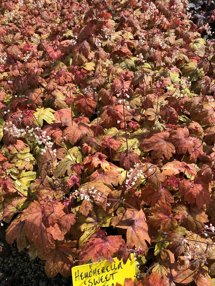 heucherella-sweet-tea-foamy-bells