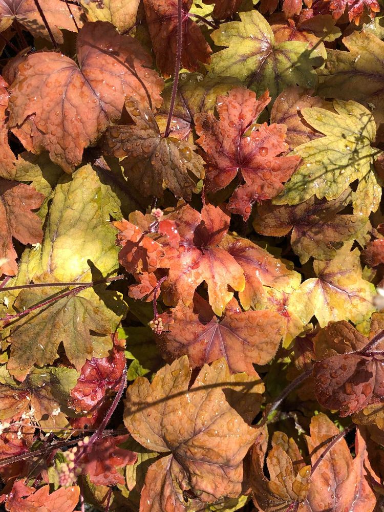 heucherella-sweet-tea-foamy-bells