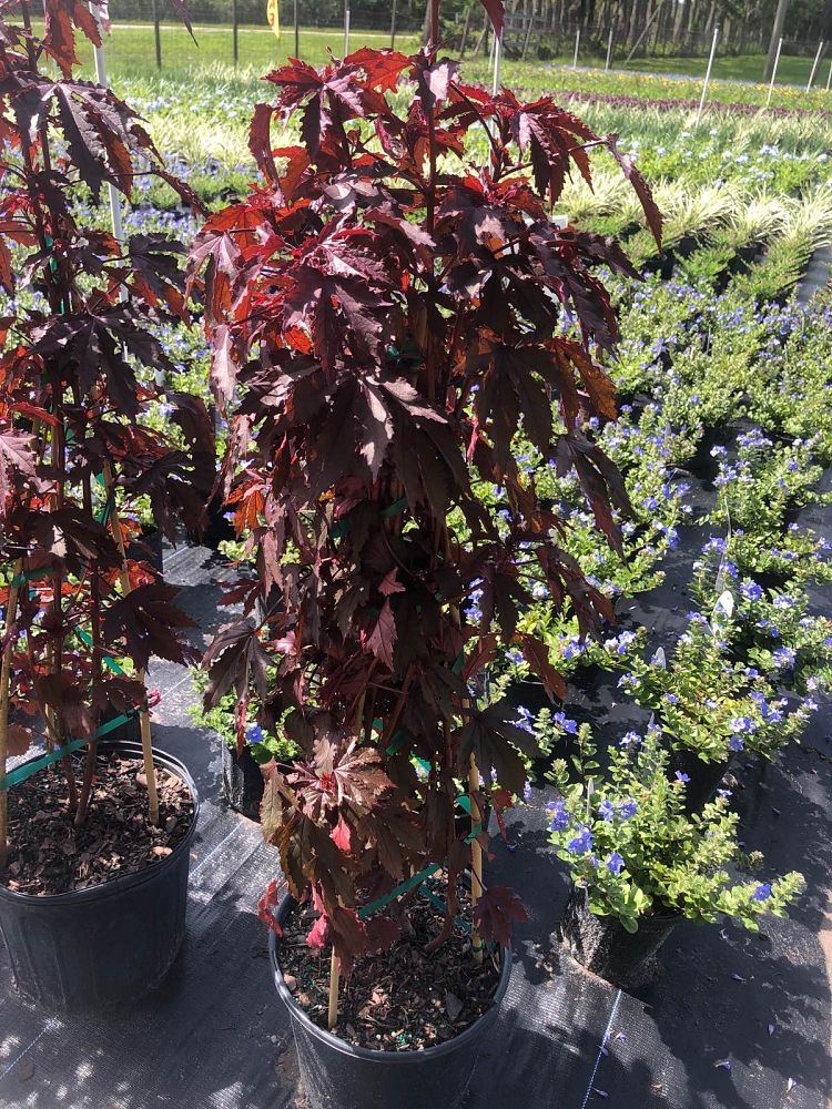 hibiscus-acetosella-mahogany-splendor-african-rose-mallow-false-roselle-red-leaf-hibiscus