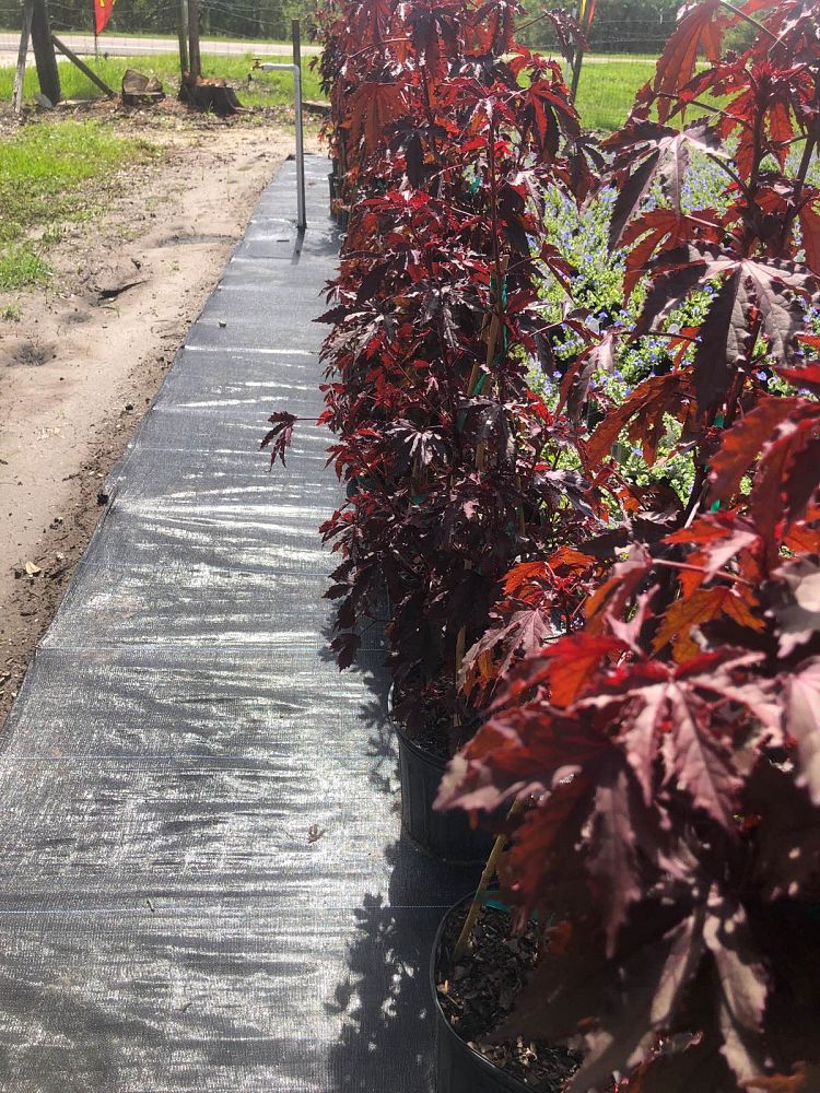 hibiscus-acetosella-mahogany-splendor-african-rose-mallow-false-roselle-red-leaf-hibiscus