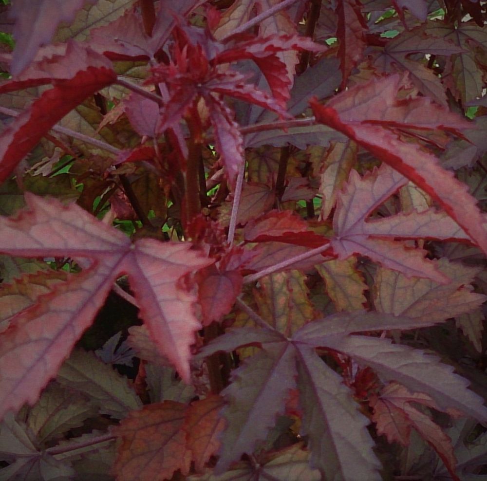 hibiscus-acetosella-red-leaf-hibiscus-african-rose-mallow