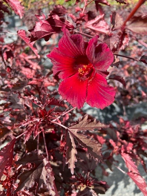 hibiscus-acetosella-red-leaf-hibiscus-african-rose-mallow