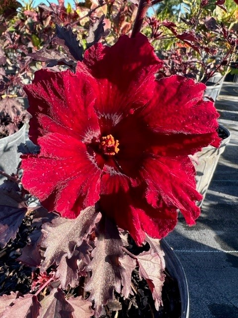 hibiscus-acetosella-red-leaf-hibiscus-african-rose-mallow