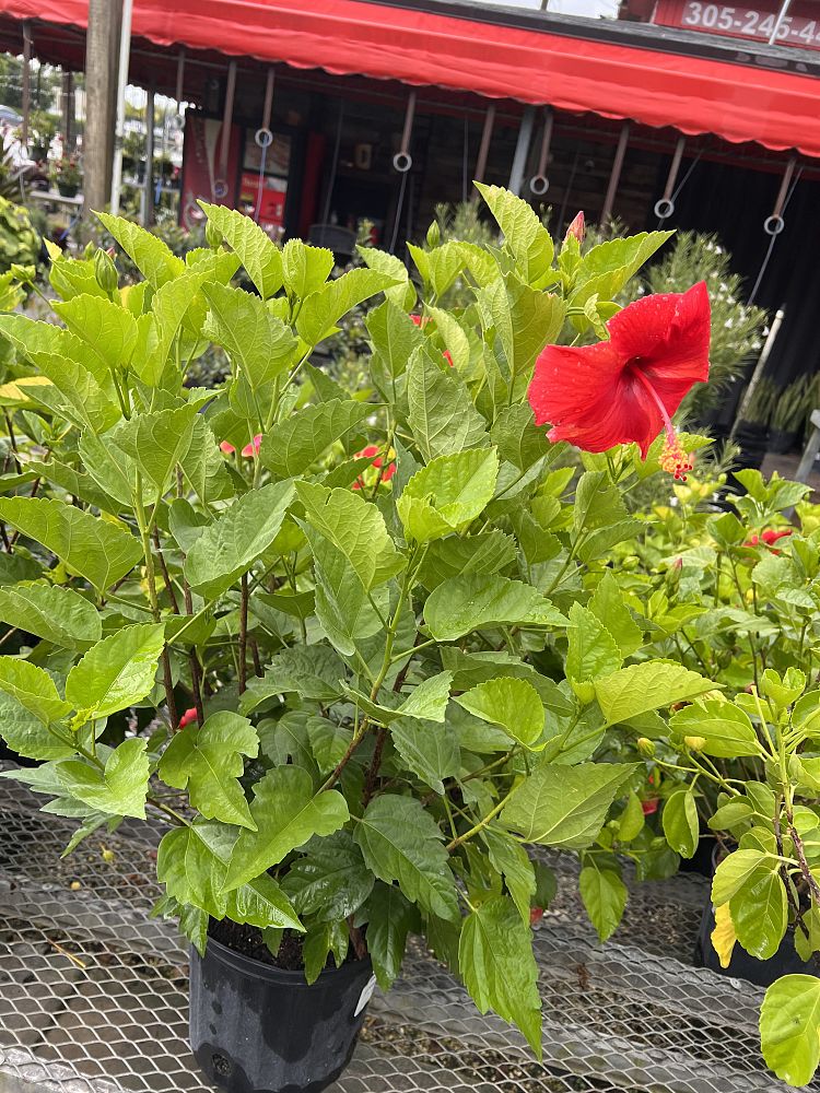 hibiscus-assorted