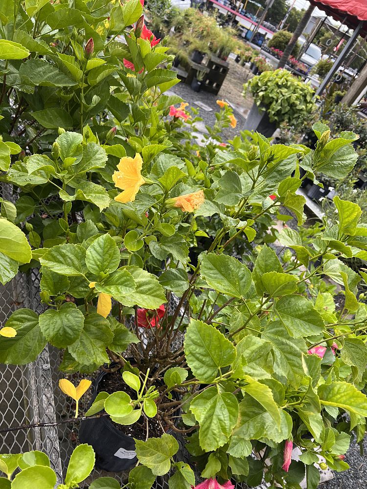 hibiscus-assorted