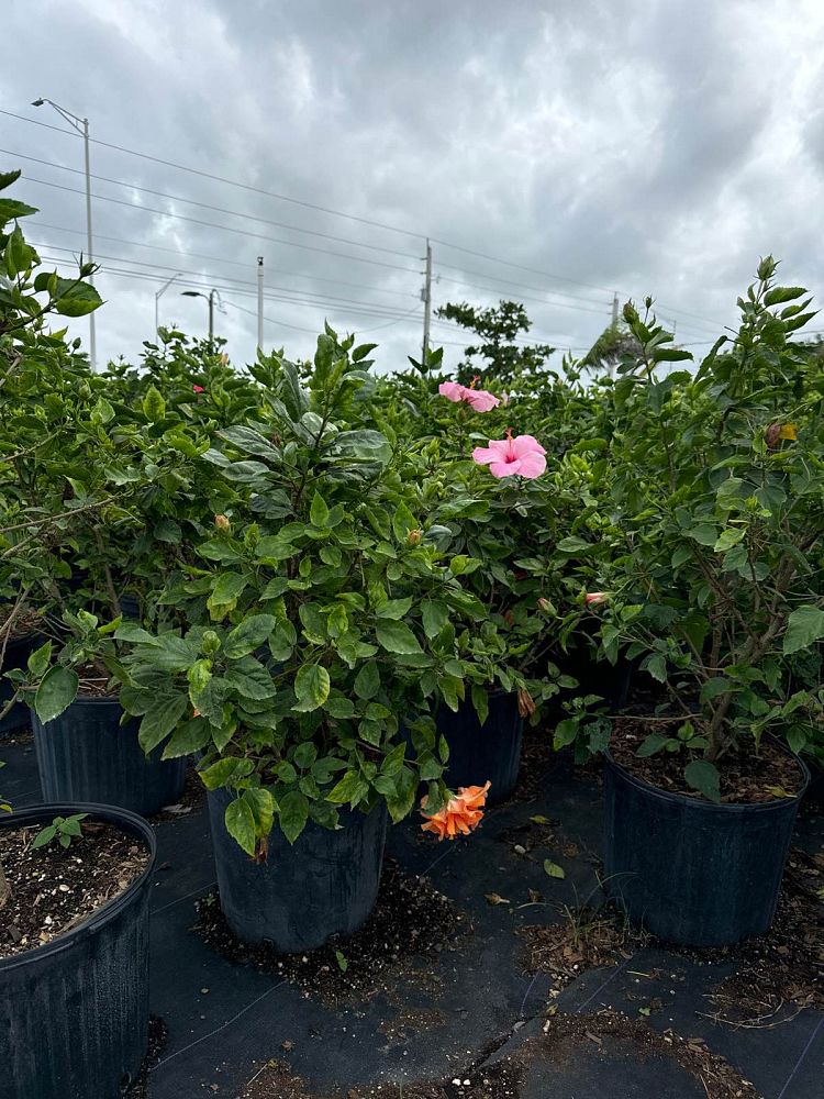 hibiscus-assorted