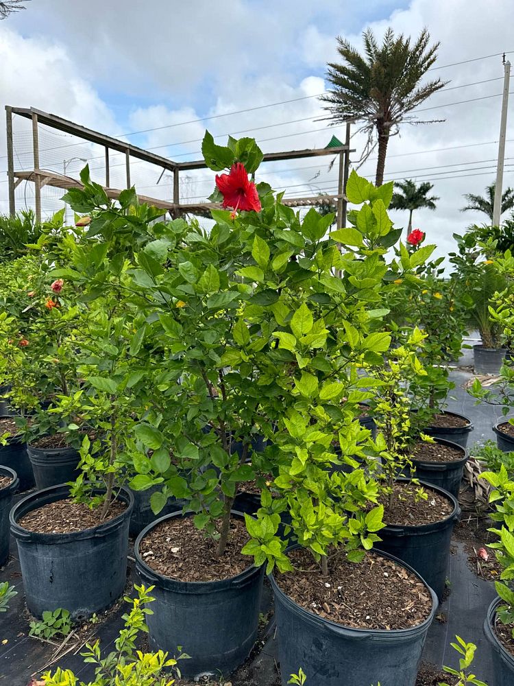 hibiscus-assorted