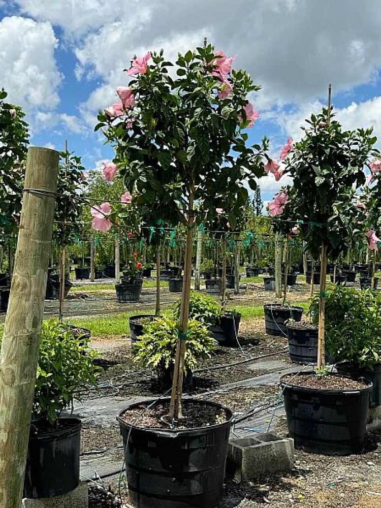 hibiscus-assorted