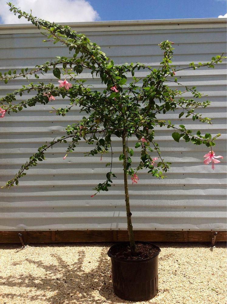 hibiscus-carnation-pink