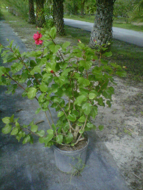 hibiscus-carnation-red