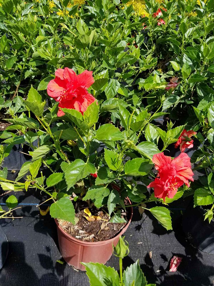 hibiscus-carnation-red