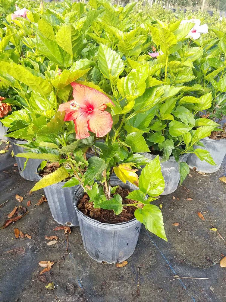hibiscus-carnation-red