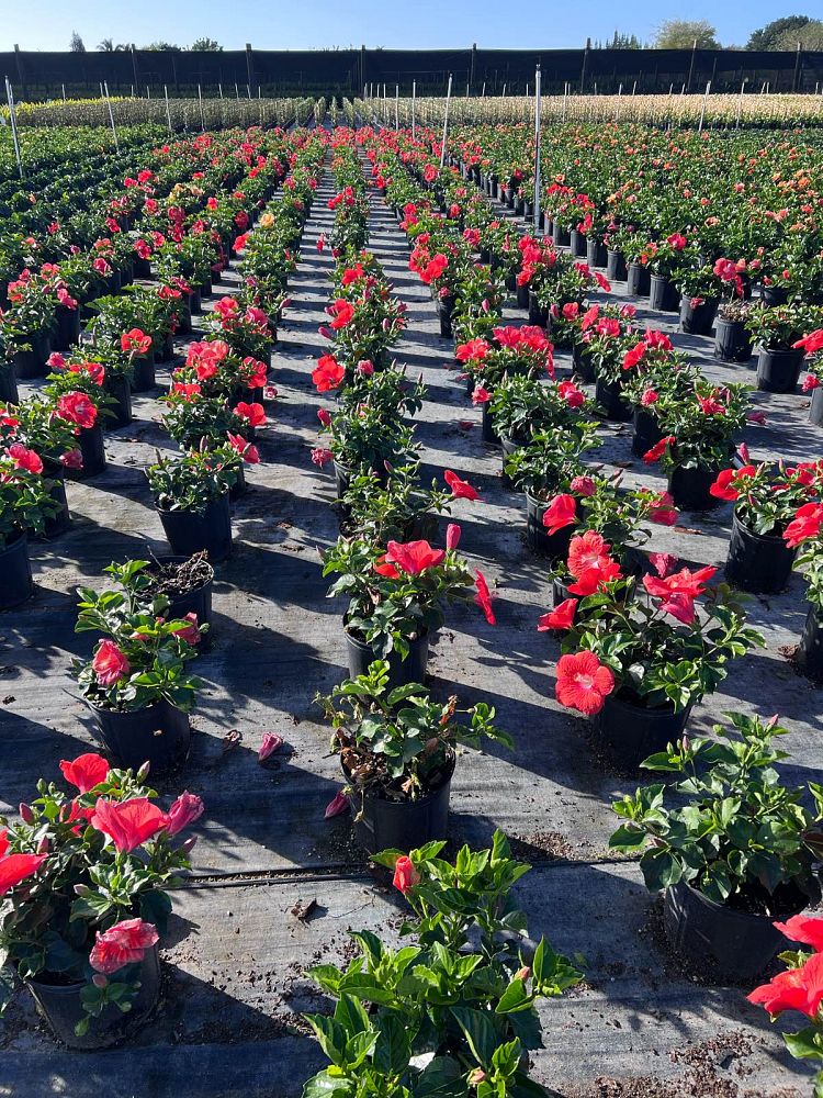 hibiscus-carnation-red