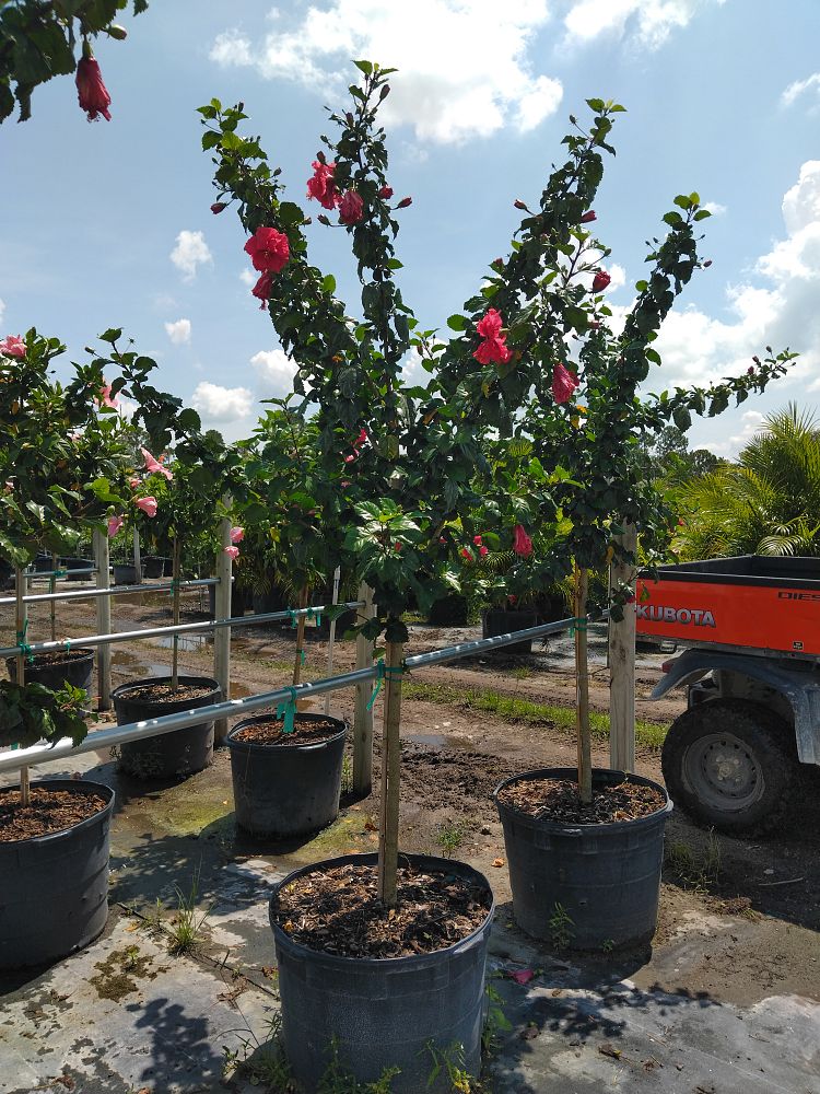 hibiscus-carnation-red