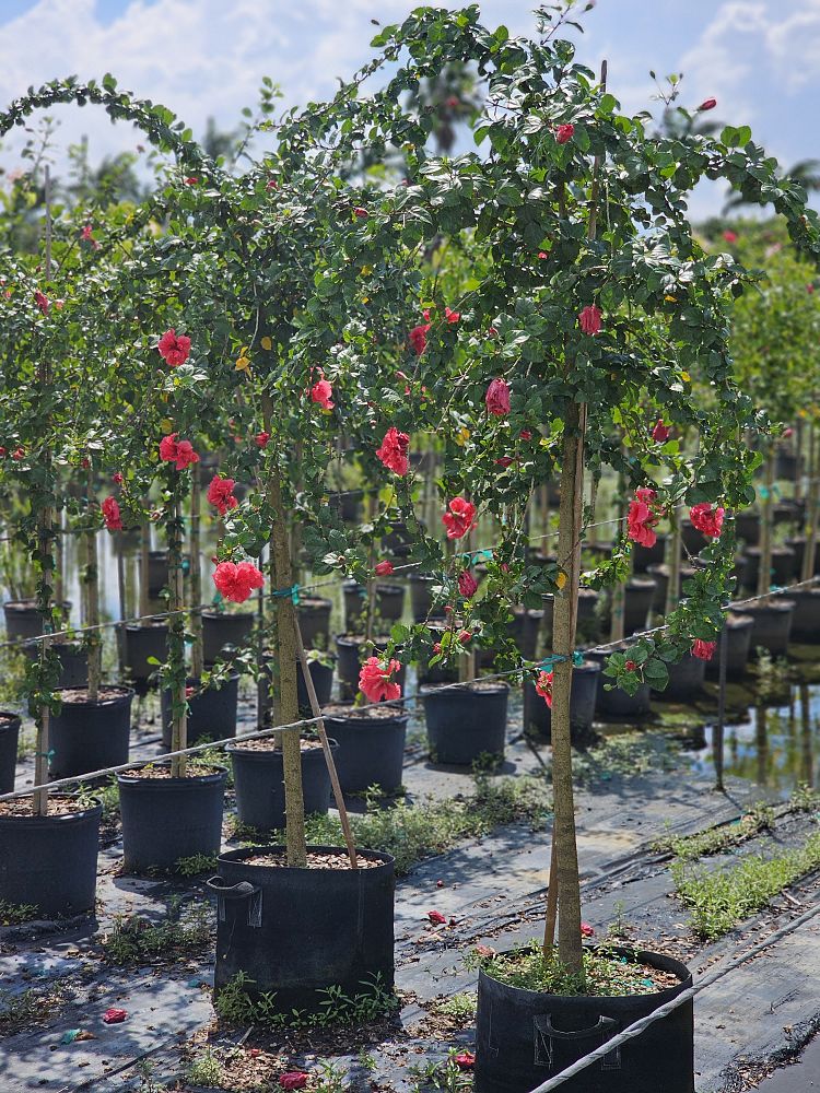 hibiscus-carnation-red