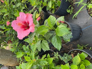 hibiscus-chinese-red-tropical-hibiscus